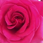 Profile Picture of Rose Queally (@rosies.photographs) on Instagram