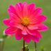 Profile Picture of Lisa Pike (@Lisa-Pike) on Facebook