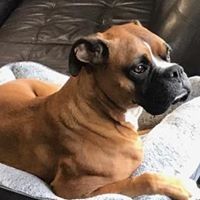 Profile Picture of Tony Casale (@tcasale2014) on Pinterest