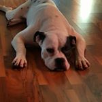 Profile Picture of Jeremy Shedden (@shedden9) on Instagram