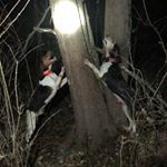 Tucker Bryant - Instagram Profile Picture of Tucker Bryant (@bryants_wild_walkers_) on Instagram