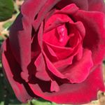 Profile Picture of Sherrin (@sherrinhearn) on Instagram