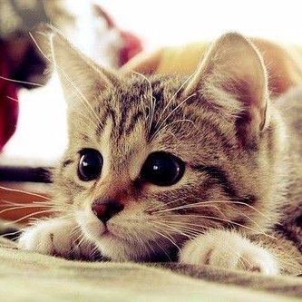 Profile Picture of Jacqueline Victoria Muñoz Velarde (@vicomuzvel) on Twitter