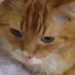 Profile Picture of Laurie Labrie 12 (@laurie_labrie12) on Instagram