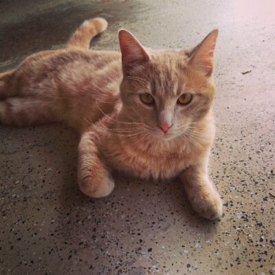 Profile Picture of Connor Harold (@Connor_L_Harold) on Twitter
