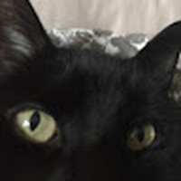 Profile Picture of Justin Ness (@justin-ness-12) on Quora