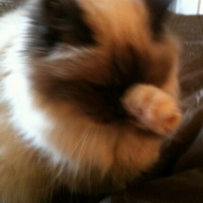 Profile Picture of Stella Patterson (@ScuffyS) on Twitter