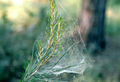 Profile Picture of Angel hair (folklore)on Wikipedia