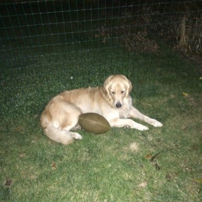 Profile Picture of Nick Perella (@nick_perella) on Twitter