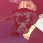 Profile Picture of Sapphire Wrighton-ward (@s.wrightonward) on Instagram