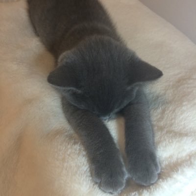 Profile Picture of Gloria Zhao (@gloria_zhaoo) on Twitter