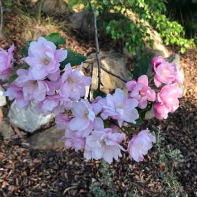 Profile Picture of Lesley Mulder (@Arang_Storm) on Twitter