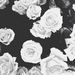 Profile Picture of Eileen Silva (@silvaeileen22) on Pinterest