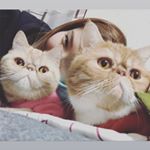 Profile Picture of Toribaby (@torichung) on Instagram