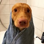 Profile Picture of jared_the_toller (@jared_the_toller) on Instagram