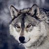 Profile Picture of Joe Perri (@WolfMercury) on Flickr