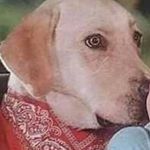 Profile Picture of Isaiah Tommy Gunnn (@isaiahtommygun) on Instagram