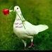 Profile Picture of Yassir Chouki (@yassir.chouki.9) on Facebook