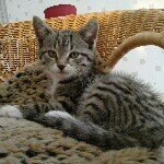 Profile Picture of nelson_fint (@nelson_flint123) on Instagram