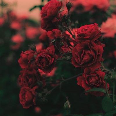 Profile Picture of Elbert Holloway (@elbert358) on Tiktok