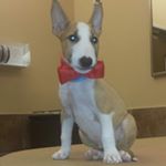 Profile Picture of Raymond Tavarez (@niko_bullterrier) on Instagram