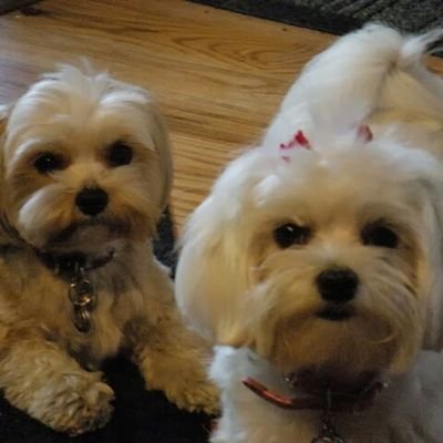 Joe Massaro - Twitter Profile Picture of Joe Massaro (@JoeMassaro6) on Twitter