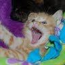 Profile Picture of Tammy Gottschalk (@gottschalk1068) on Pinterest