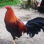 Profile Picture of Edwin Gamboa Cayabyab (@edwingamboacayabyab) on Instagram