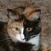 Profile Picture of Anita Poole (@agpoole1961) on Pinterest