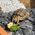 Profile Picture of Thomas Görisch (@thomasgoerisch) on Instagram