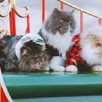 Profile Picture of Classie Bair (@Classie-Bair) on Facebook