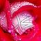 Profile Picture of Iram Fatima (@iram.fatima.3152) on Facebook