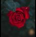Profile Picture of Mahmuda Chowdhury (@mahmuda.chowdhury.3532) on Facebook