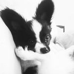 Profile Picture of Zachary L Harless (@shots.hawk) on Instagram