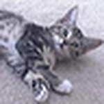 Profile Picture of Bezanson (@bezanson) on Flickr