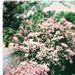 Profile Picture of Mabel McCracken (@mabelalida) on Pinterest