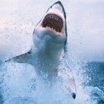 Profile Picture of Samuel Ursoy (@sharklover234) on Instagram