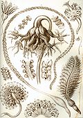 Profile Picture of Sea penon Wikipedia