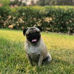 Profile Picture of Hero James Struthers (@hero_the_handsome_pug) on Instagram