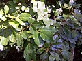 Profile Picture of Elattostachys xylocarpaon Wikipedia