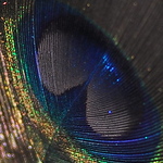 Profile Picture of Craig Martin Roper (@lizardphotographic) on Flickr