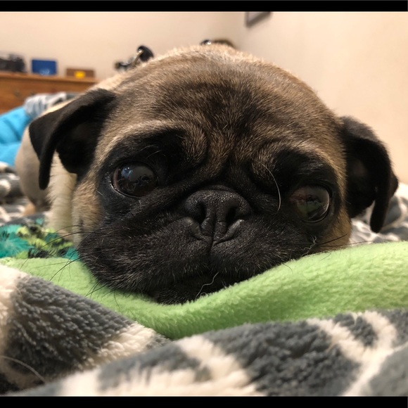 Profile Picture of Michael Sturgeon (@msturgeon21) on Poshmark