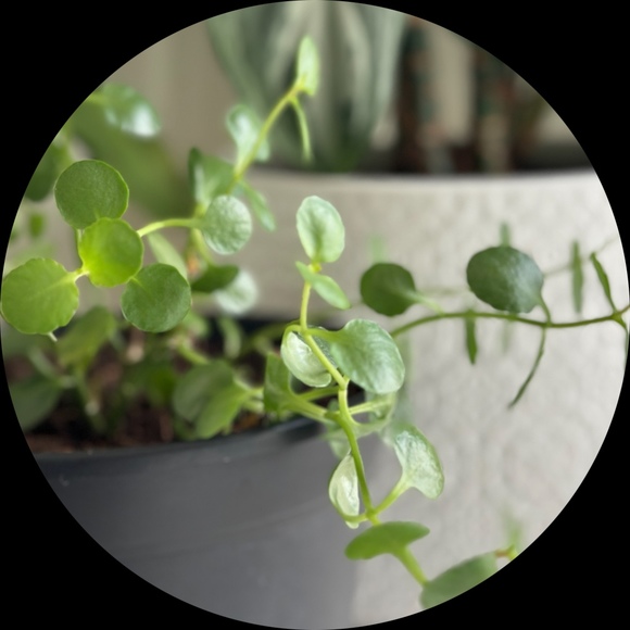 Profile Picture of Tina Holmes (@cutefit) on Poshmark