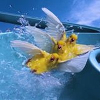 Profile Picture of Joe Roman (@joe-roman-2) on Quora