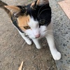 Profile Picture of えるたん (@rustyernest) on Tiktok