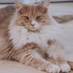 Profile Picture of Charles Norwegian Forrest Cat (@charles_the_furball) on Instagram