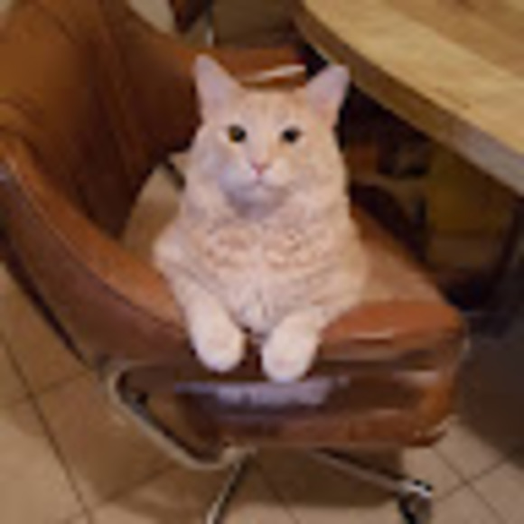 Profile Picture of Michele Accomando (@m_accomando) on Poshmark