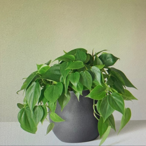 Profile Picture of Danielle Bogaards (@d_bogaards) on Poshmark