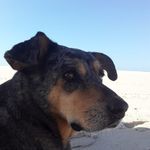 Profile Picture of Newton Carlos Valentin Dos Anjos (@newtondosanj) on Instagram