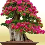 Profile Picture of Irish Spring Ortega (@Irish-Spring-Ortega) on Facebook